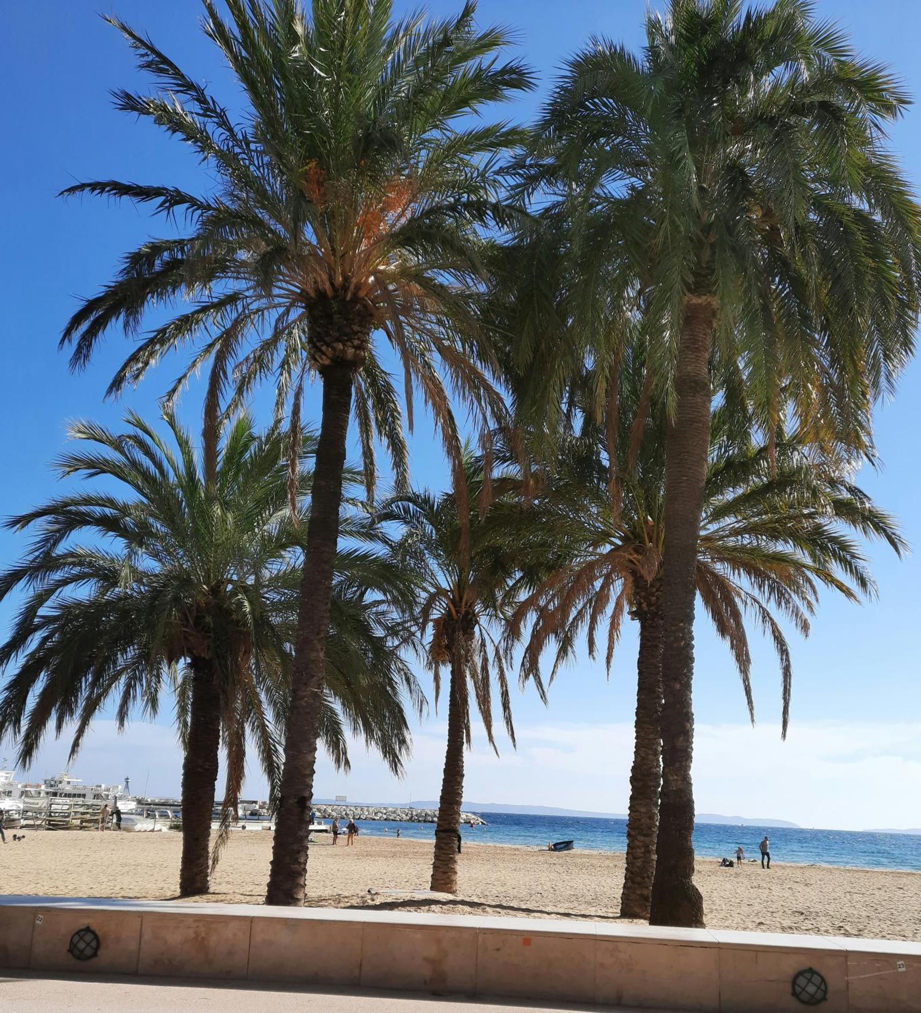 Studio Climatise Lantanas 4 Personnes Le Lavandou Esterno foto